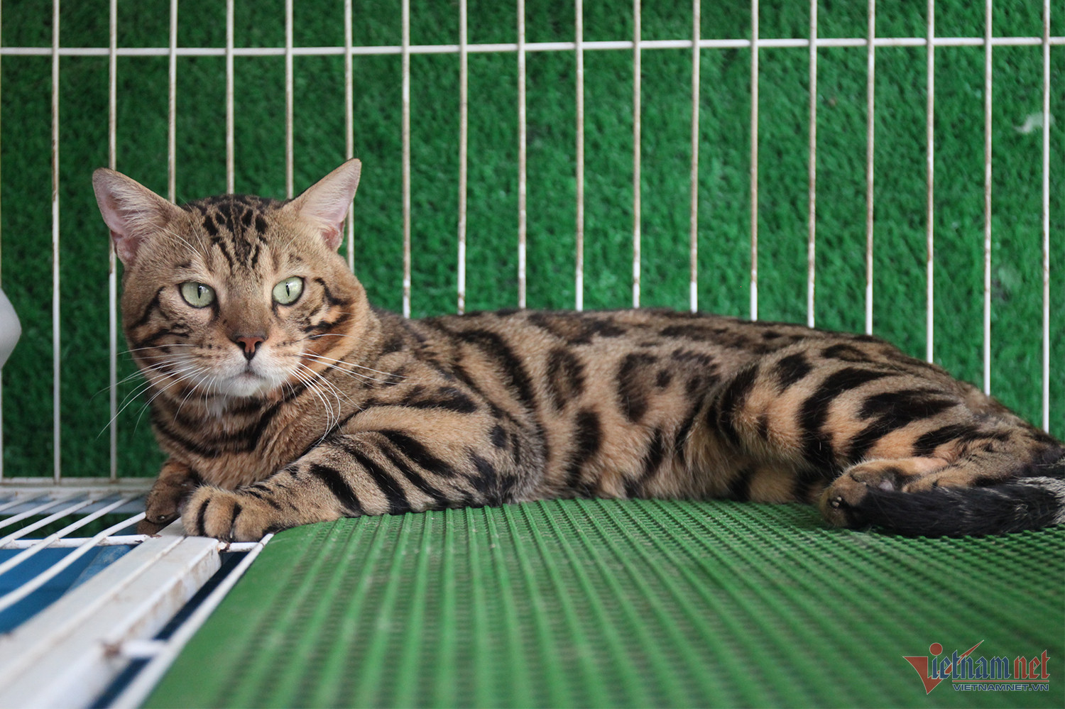 Bỏ làm y sĩ, chàng trai trẻ kiếm nửa tỷ đồng/năm từ mèo kiểng-6