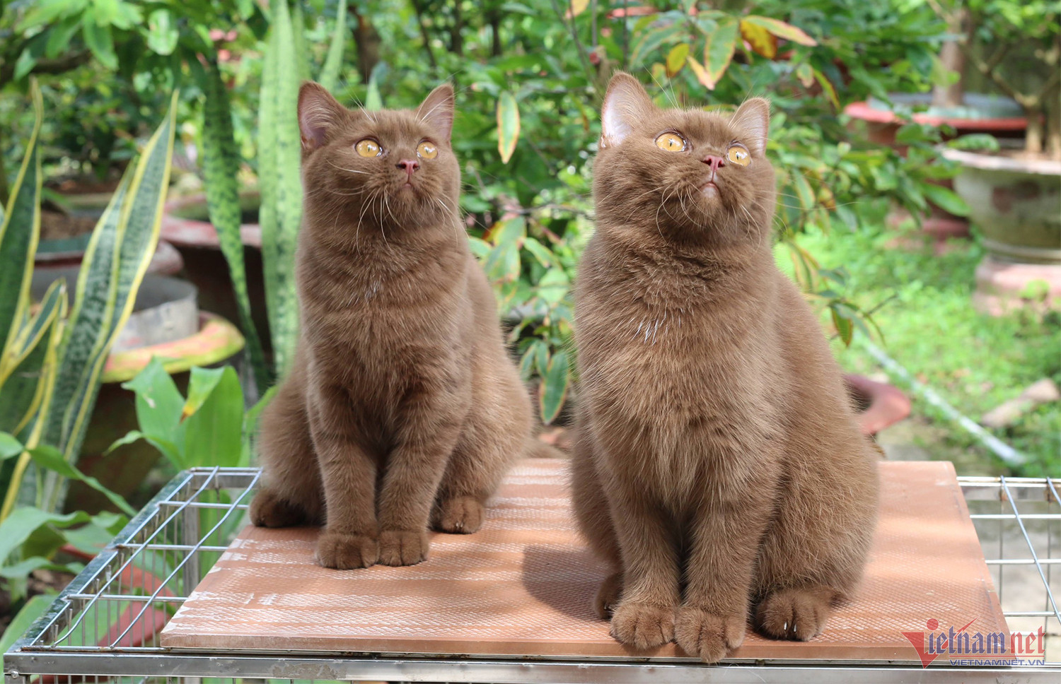 Bỏ làm y sĩ, chàng trai trẻ kiếm nửa tỷ đồng/năm từ mèo kiểng-7