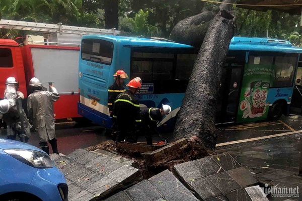 Cây cổ thụ đè bẹp xe buýt trong mưa dông ở Hà Nội-1