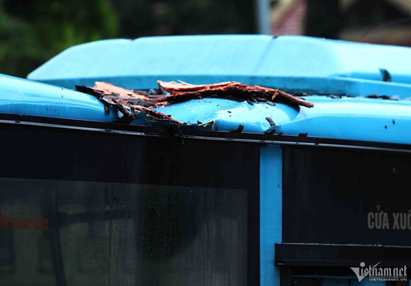 Cây cổ thụ đè bẹp xe buýt trong mưa dông ở Hà Nội-2