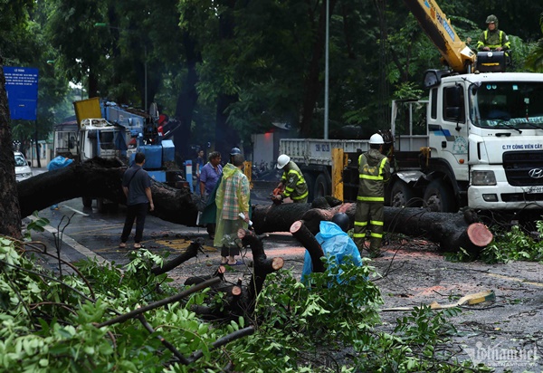 Cây cổ thụ đè bẹp xe buýt trong mưa dông ở Hà Nội-3