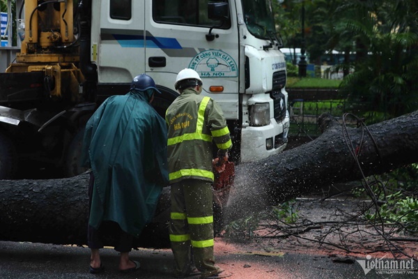 Cây cổ thụ đè bẹp xe buýt trong mưa dông ở Hà Nội-4