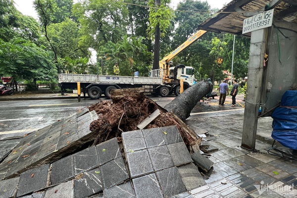 Cây cổ thụ đè bẹp xe buýt trong mưa dông ở Hà Nội-5