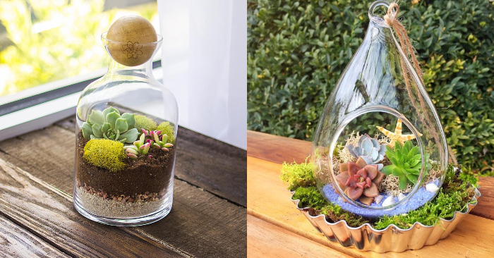 6 cách đơn giản để trang trí nhà bằng sen đá đẹp và ấn tượng-5