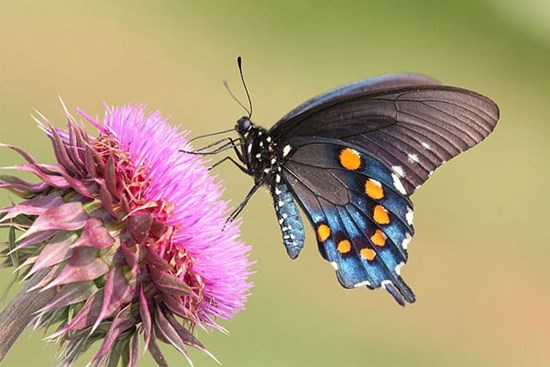 Phúc lộc song toàn: 3 con giáp bước qua tháng 6 Âm lịch một cách mỹ mãn, thu nhập tăng, niềm vui đến