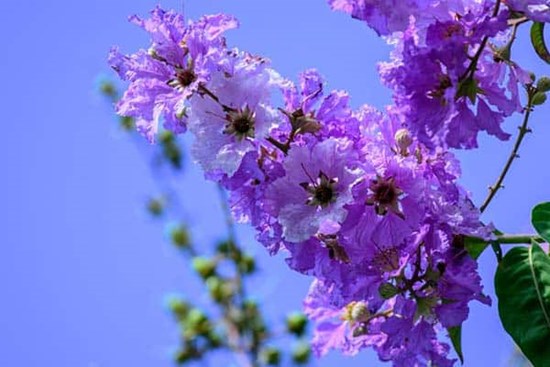 Tử vi ngày 7/8/2023: Tuổi Ngọ được đánh giá cao, tuổi Hợi dẫn đầu xu hướng