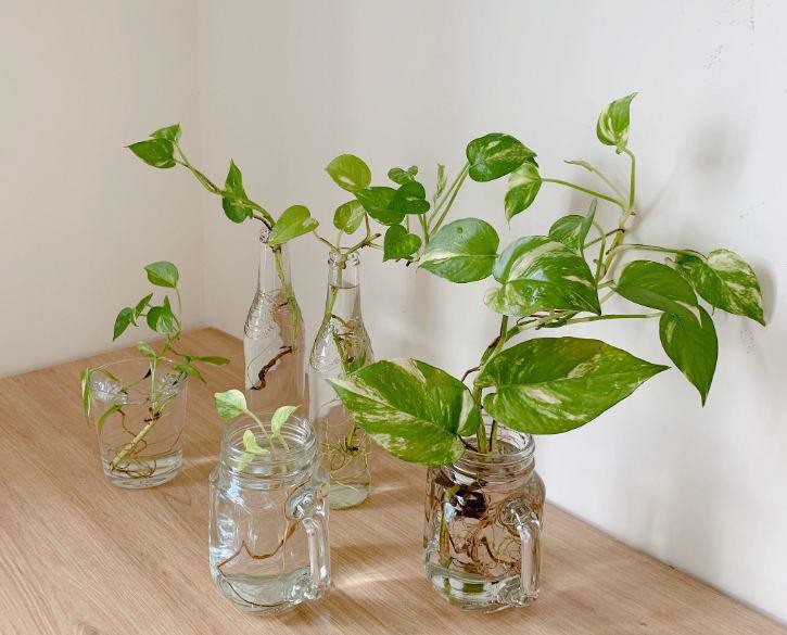 Tại sao người giàu thích trồng trầu bà trong phòng ngủ? Biết lý do tôi liền làm theo-2