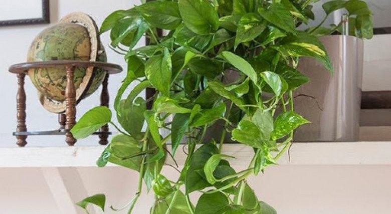 Tại sao người giàu thích trồng trầu bà trong phòng ngủ? Biết lý do tôi liền làm theo-3