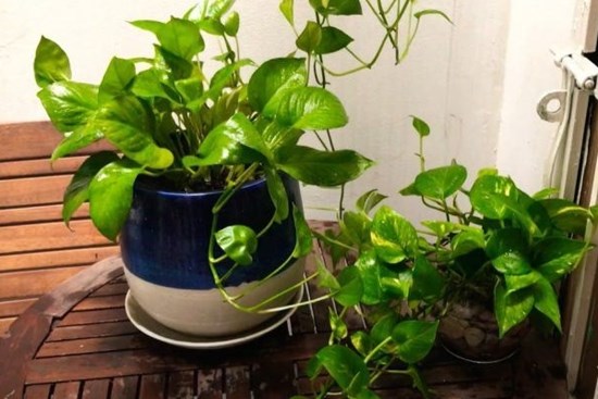 Tại sao người giàu thích trồng trầu bà trong phòng ngủ? Biết lý do tôi liền làm theo