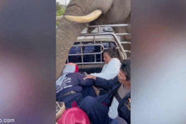 Clip: Kinh ngạc voi thông minh biết nhặt dép cho du khách-1