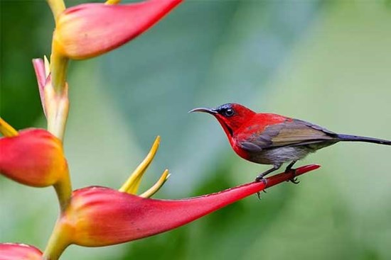 Mùa thu no đủ: 3 con giáp chuyển vận cùng thời tiết, sự nghiệp thăng tiến, thu nhập tăng đều