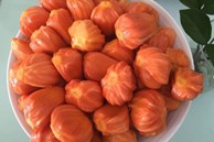 Mít thơm lừng mùi sầu riêng, mít 'khủng' 40 kg/quả ở Việt Nam