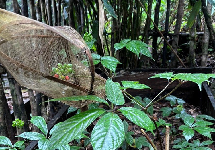 Đắt nhất Việt Nam: Đếm hạt tính tiền, một lon hạt có giá hơn 100 triệu đồng-1