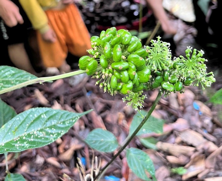 Đắt nhất Việt Nam: Đếm hạt tính tiền, một lon hạt có giá hơn 100 triệu đồng-2