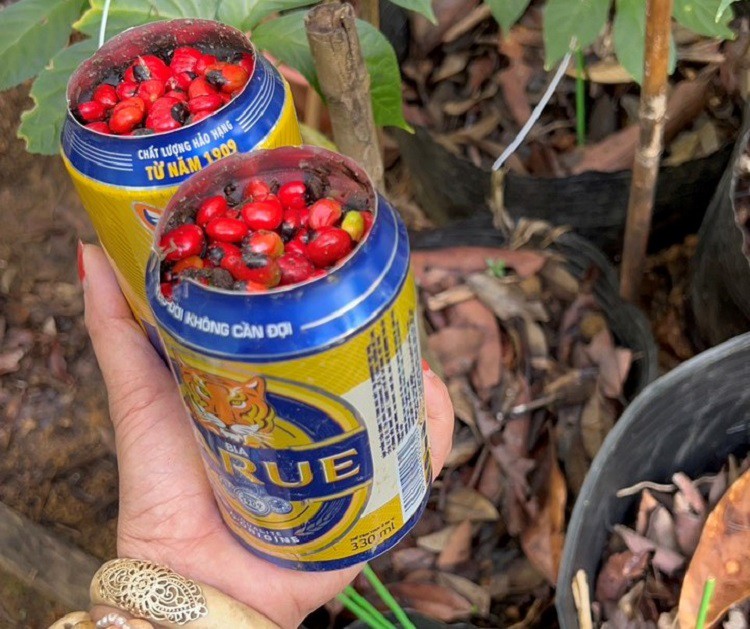 Đắt nhất Việt Nam: Đếm hạt tính tiền, một lon hạt có giá hơn 100 triệu đồng-4