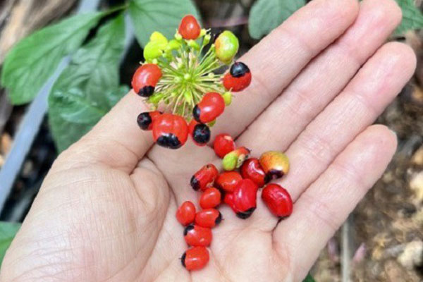 Nông dân thu nhập cao từ loại hoa có tên gọi xinh đẹp-12