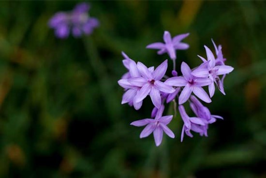 Tử vi ngày 8/8/2023: Tuổi Sửu thận trọng kinh doanh, tuổi Tỵ bước tiến không nhỏ