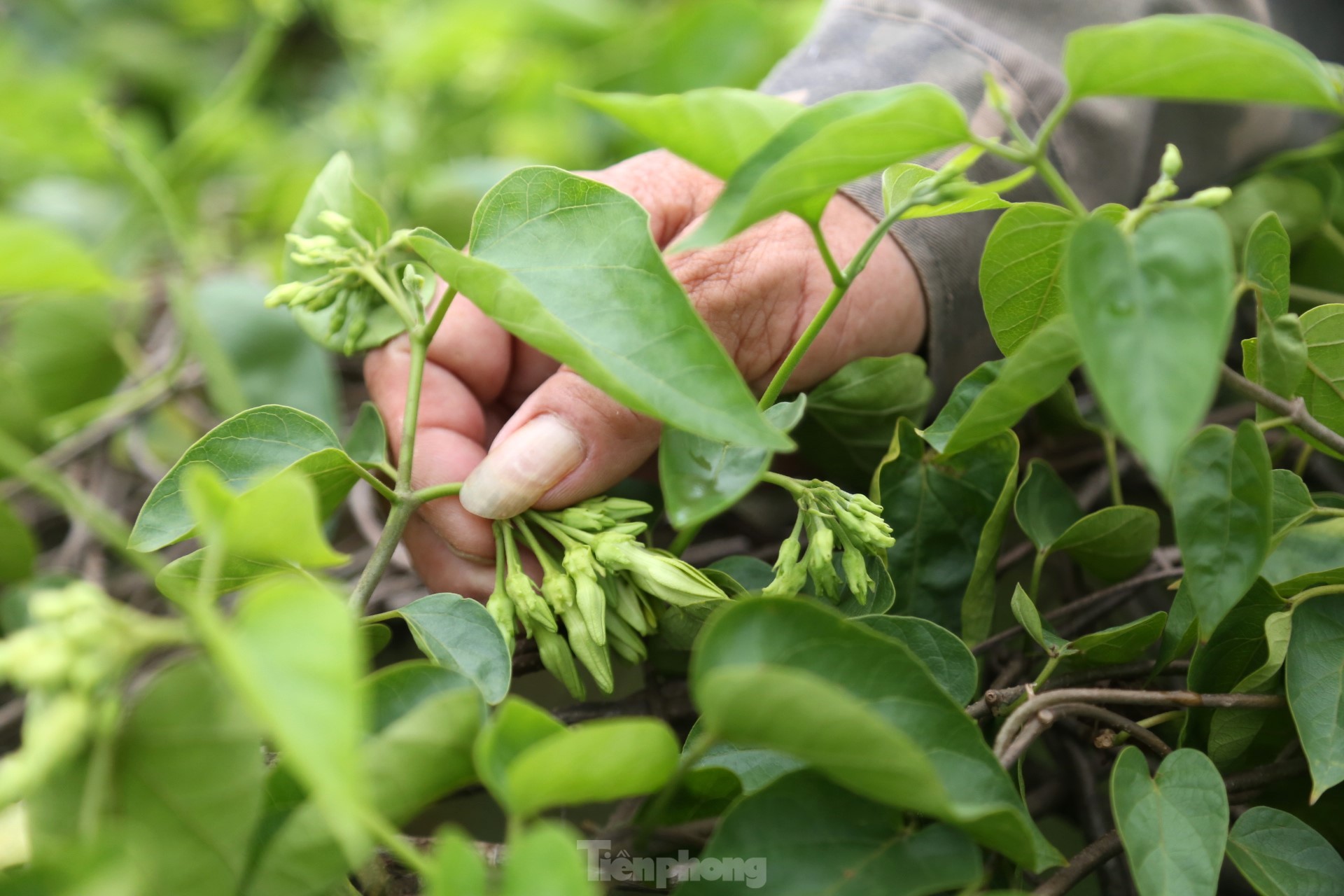 Nông dân thu nhập cao từ loại hoa có tên gọi xinh đẹp-7