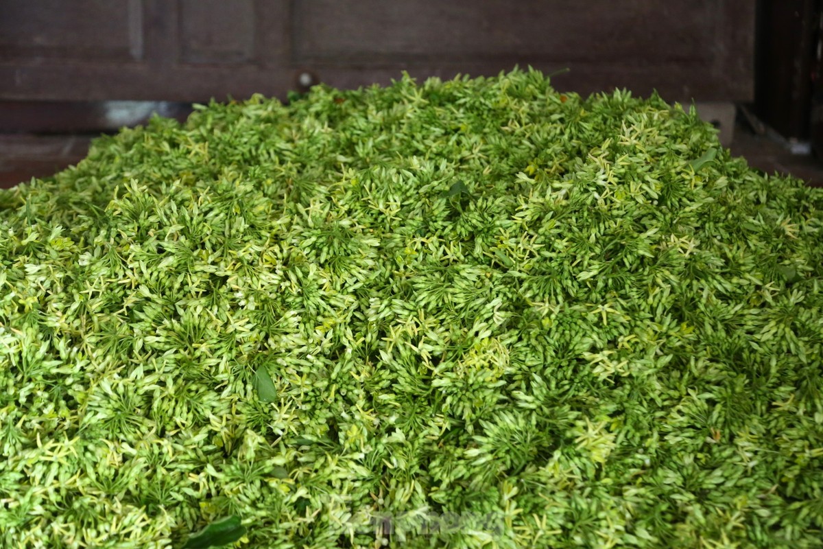 Nông dân thu nhập cao từ loại hoa có tên gọi xinh đẹp-9