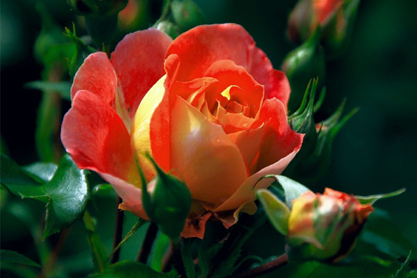 Vận đỏ như son: Trẻ sinh tháng Âm lịch này, có vượng khí tràn đầy, tương lai ngời sáng-1