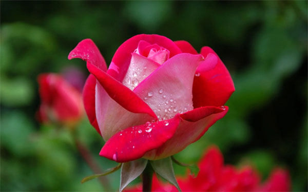 Vận đỏ như son: Trẻ sinh tháng Âm lịch này, có vượng khí tràn đầy, tương lai ngời sáng-3