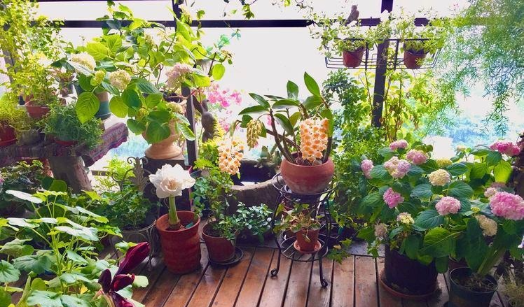 3 thứ nên đặt ở cửa sổ chặn đứng vận xui, mời gọi tài lộc-2