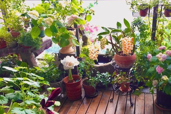3 thứ nên đặt ở cửa sổ chặn đứng vận xui, mời gọi tài lộc