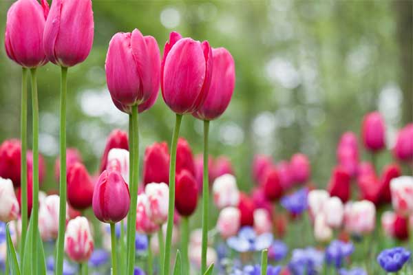 Tử vi ngày 9/8/2023: Tuổi Tý thảnh thơi hơn người, tuổi Thìn có điềm tranh đấu-4