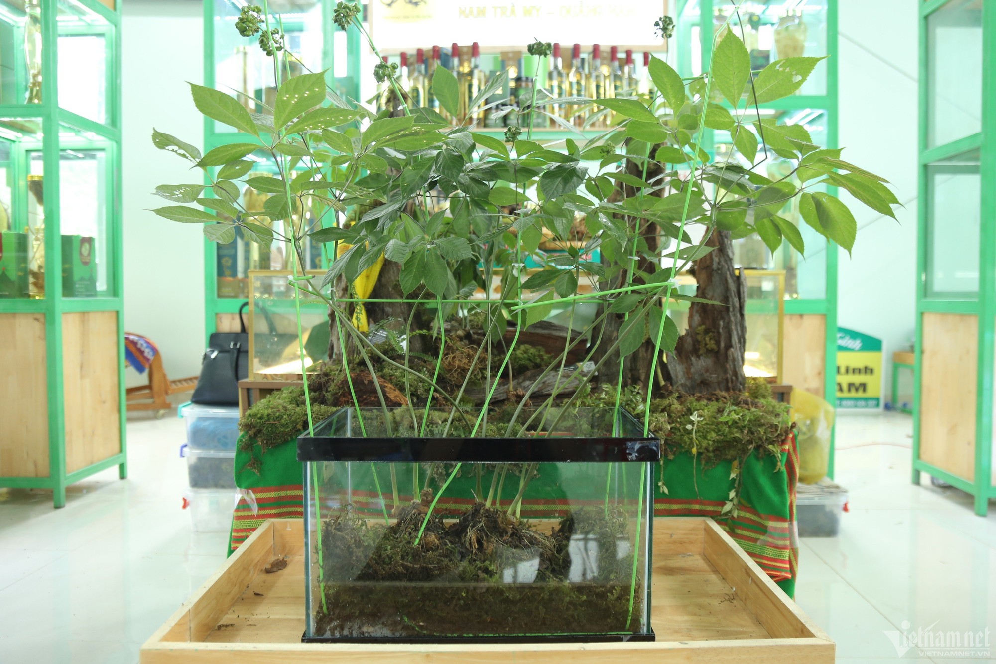 Những củ sâm Ngọc Linh quý hiếm, giá tiền tỷ gây xôn xao-1