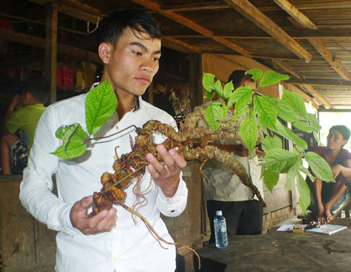 Những củ sâm Ngọc Linh quý hiếm, giá tiền tỷ gây xôn xao-5