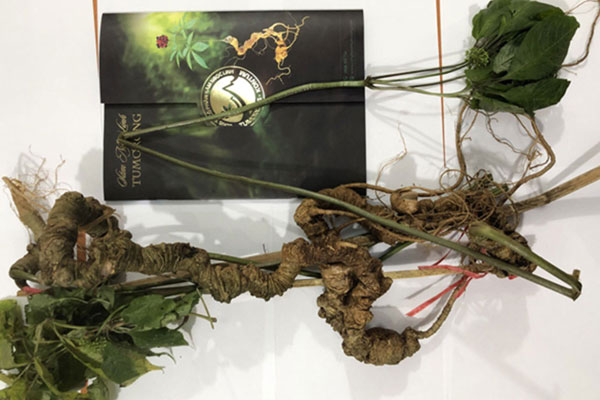 Hạt sâm Ngọc Linh hơn 240 triệu đồng/kg, hàng Trung Quốc đổ về chỉ 2,3 triệu-3