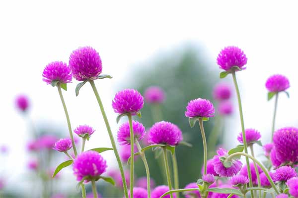 Tử vi ngày 9/8/2023: Tuổi Tý thảnh thơi hơn người, tuổi Thìn có điềm tranh đấu-1