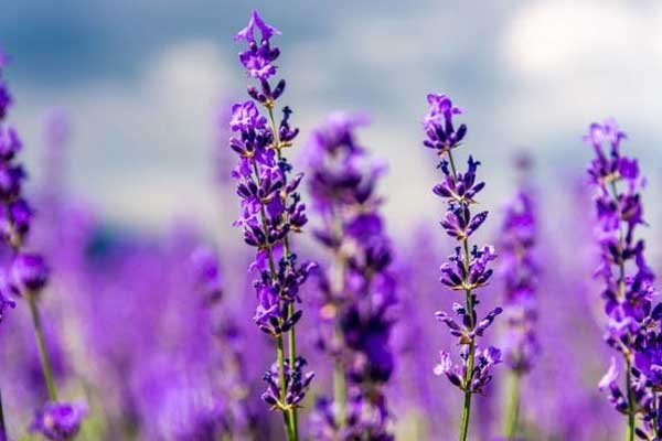 Tử vi ngày 9/8/2023: Tuổi Tý thảnh thơi hơn người, tuổi Thìn có điềm tranh đấu-2