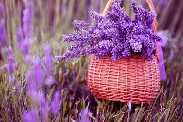 Tử vi ngày 9/8/2023: Tuổi Tý thảnh thơi hơn người, tuổi Thìn có điềm tranh đấu-3