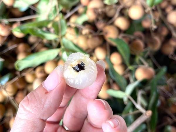 Loại nhãn giá bán đến gần 200.000 đồng/kg, nhà vườn hái không đủ bán-1