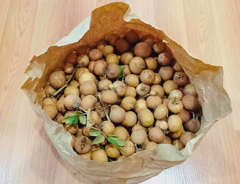 Loại nhãn giá bán đến gần 200.000 đồng/kg, nhà vườn hái không đủ bán-2