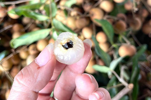 Loại nhãn màu lạ gây sốt thị trường, giá rẻ bất ngờ-4