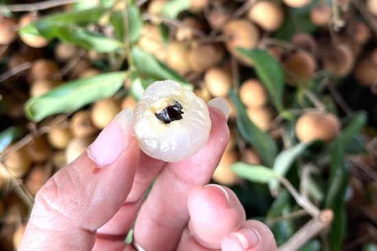 Loại nhãn giá bán đến gần 200.000 đồng/kg, nhà vườn hái không đủ bán