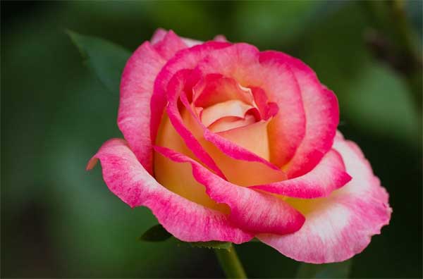 Tử vi ngày 9/8/2023 của 12 cung hoàng đạo: Cự Giải dễ mến, Ma Kết chệch hướng-2