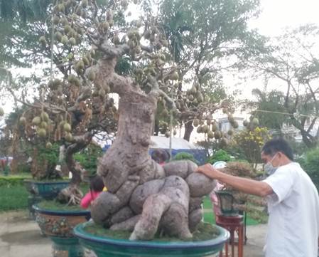 Cây cóc bé xíu khách trả nửa tỷ đồng chủ vẫn không bán, có thực xứng tầm ?-3