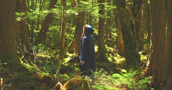 Cánh rừng tự sát” của Nhật Bản hiện tại thế nào sau nhiều năm gây ám ảnh?-1