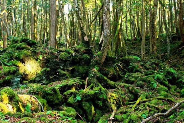 Cánh rừng tự sát” của Nhật Bản hiện tại thế nào sau nhiều năm gây ám ảnh?-5