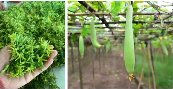 Người Việt có 2 món rau là thuốc chữa đau đầu kỳ diệu, mùa hè ăn vừa mát, vừa bổ lại ngủ ngon-1