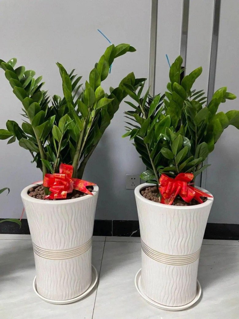 5 loại hoa khổ quen rồi”, nhất định phải trồng trong chậu nhỏ, chậu càng to càng dễ chết-1