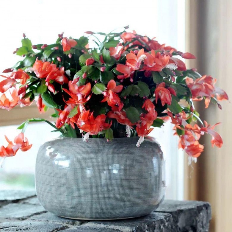 5 loại hoa khổ quen rồi”, nhất định phải trồng trong chậu nhỏ, chậu càng to càng dễ chết-3