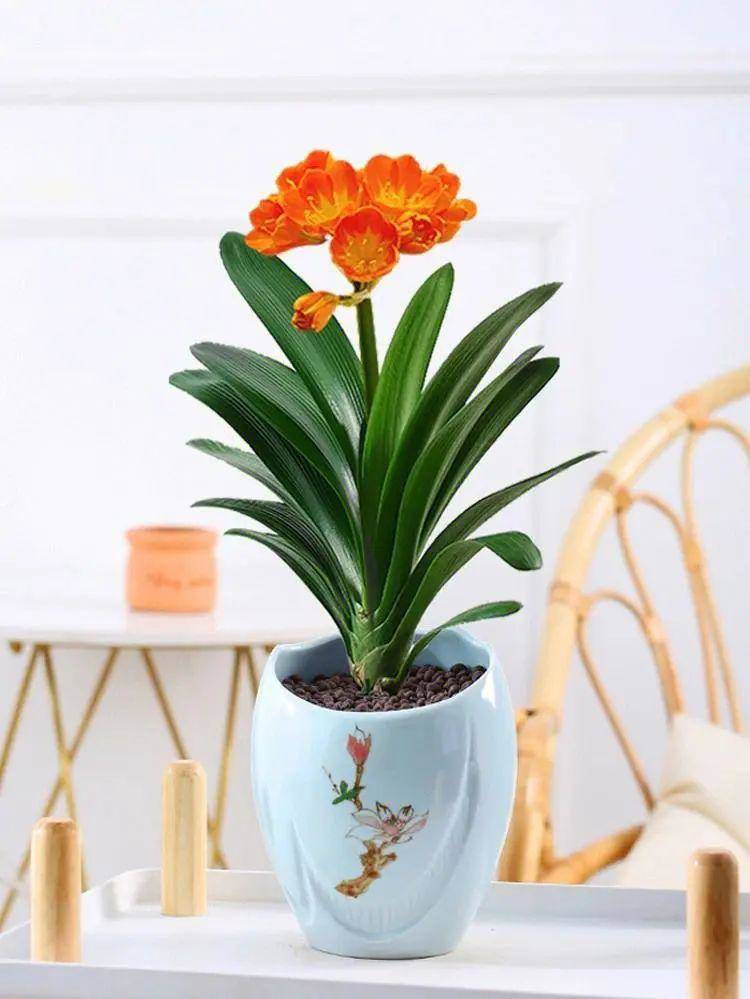 5 loại hoa khổ quen rồi”, nhất định phải trồng trong chậu nhỏ, chậu càng to càng dễ chết-2