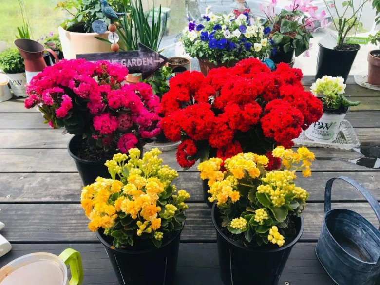 5 loại hoa khổ quen rồi”, nhất định phải trồng trong chậu nhỏ, chậu càng to càng dễ chết-4