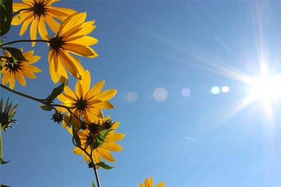 Tử vi ngày 10/8/2023: Tuổi Dần chọn cách nhượng bộ, tuổi Mùi hành động bốc đồng