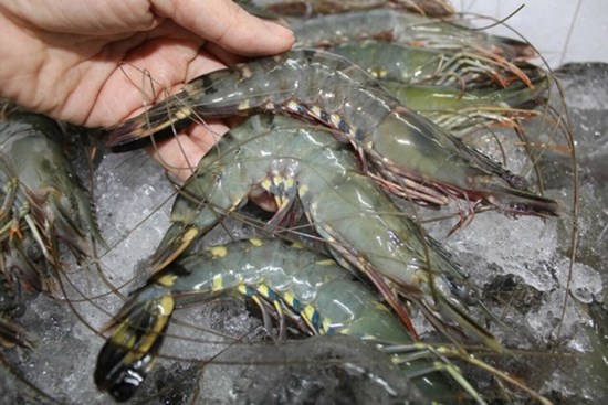 Tuyệt đối không mua tôm nếu có những dấu hiệu này