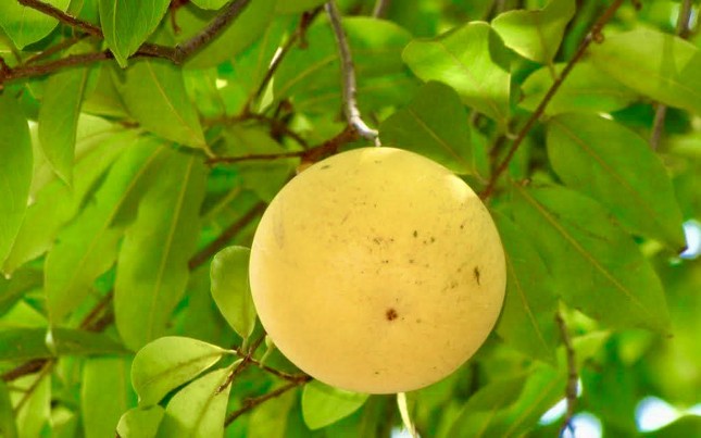 Thị thơm cô Tấm xuống phố, gần 200.000 đồng/cành vẫn được săn đón-1